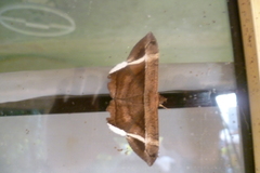 Hemeroblemma mexicana