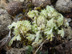 Ceratocephala pungens