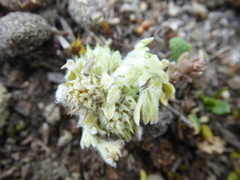 Ceratocephala pungens