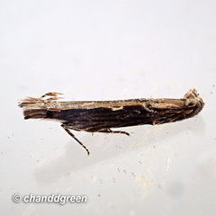 Hypatima spathota