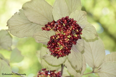 Viburnum cotinifolium