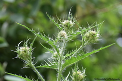 Cirsium falconeri