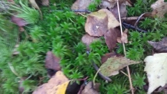 Sphagnum squarrosum
