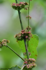 Rumex nepalensis