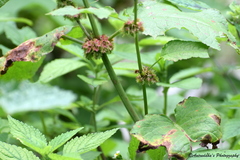 Rumex nepalensis