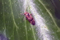 Pinalitus cervinus