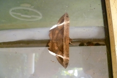 Hemeroblemma mexicana