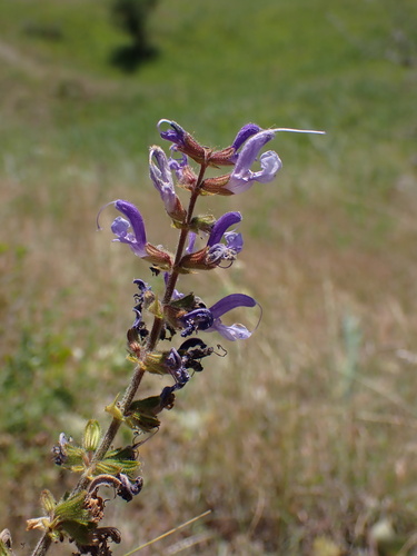 Transylvanian Sage (Salvia transsylvanica)