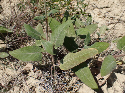 Salvia transsylvanica, photograph 4