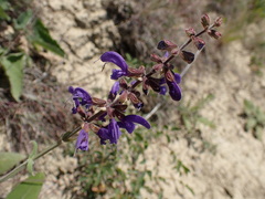 Salvia transsylvanica, photograph (c) Milan Chytrý, some rights reserved (CC BY)