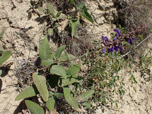 Salvia transsylvanica, photograph 2