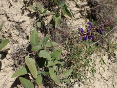 Salvia transsylvanica, photograph (c) Milan Chytrý, some rights reserved (CC BY)
