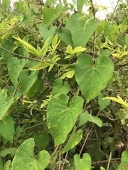 Ipomoea biflora