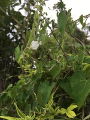 Ipomoea biflora