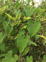 Ipomoea biflora