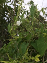 Ipomoea biflora