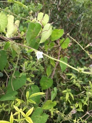 Ipomoea biflora