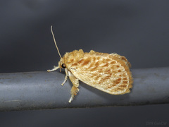 Narosa concinna