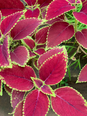 Coleus scutellarioides