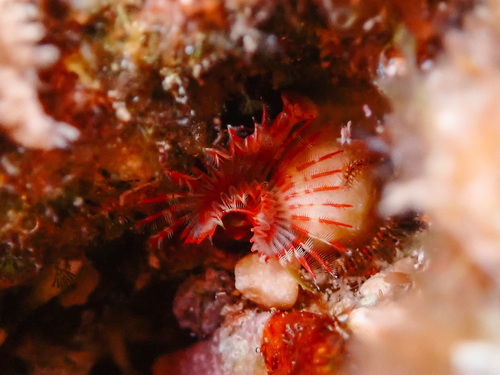 Red Tubeworm, 13740 Le Rove, France, photo 8 of 10