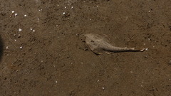 Glaucostegus obtusus