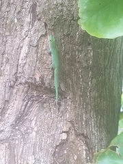 Phelsuma