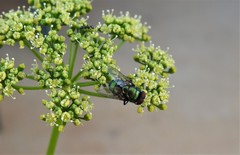 Chrysomya rufifacies