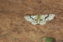 Idaea muscifasciata