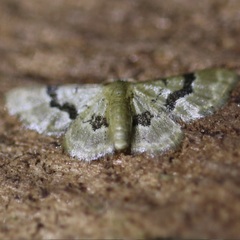 Idaea muscifasciata