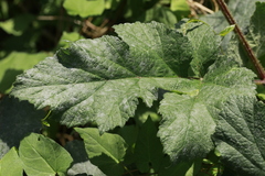 Erysiphe heraclei