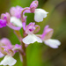 Syrian Green-winged Orchid - Photo (c) Zein et Carlo, some rights reserved (CC BY-NC), uploaded by Zein et Carlo
