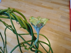Ceropegia sandersonii