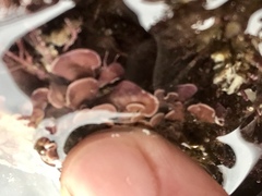 Mesophyllum lichenoides