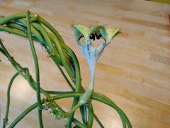 Ceropegia sandersonii