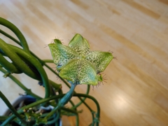 Ceropegia sandersonii