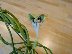 Ceropegia sandersonii