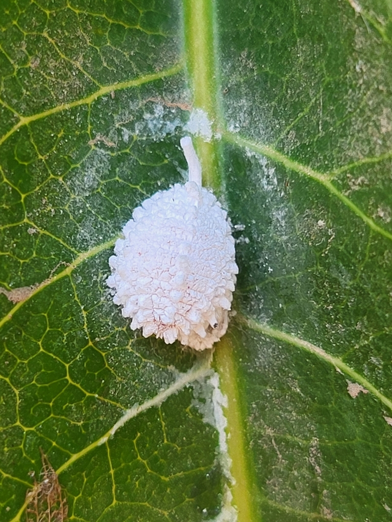Gigantococcus