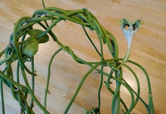 Ceropegia sandersonii