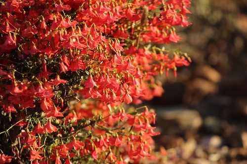 Image of Hermannia grandiflora by (c) Karen Eichholz, some rights reserved (CC BY)