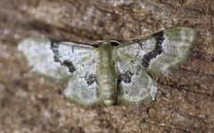 Idaea muscifasciata