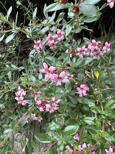 Escallonia × rigida (Escallonia × rigida)