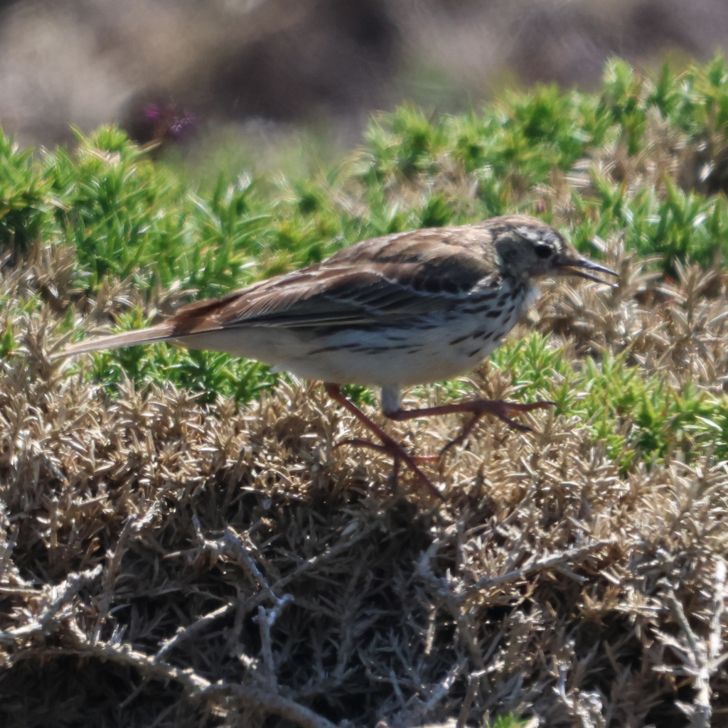Pipit farlouse