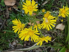 Senecio oederiifolius