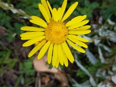 Senecio oederiifolius
