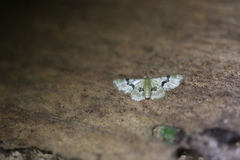Idaea muscifasciata