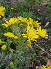 Senecio oederiifolius