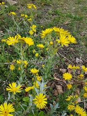 Senecio oederiifolius