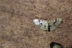 Idaea muscifasciata