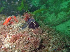 Batrachomoeus dubius