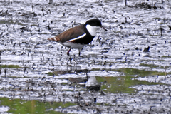 Red-Kneed Dotterel photo 4